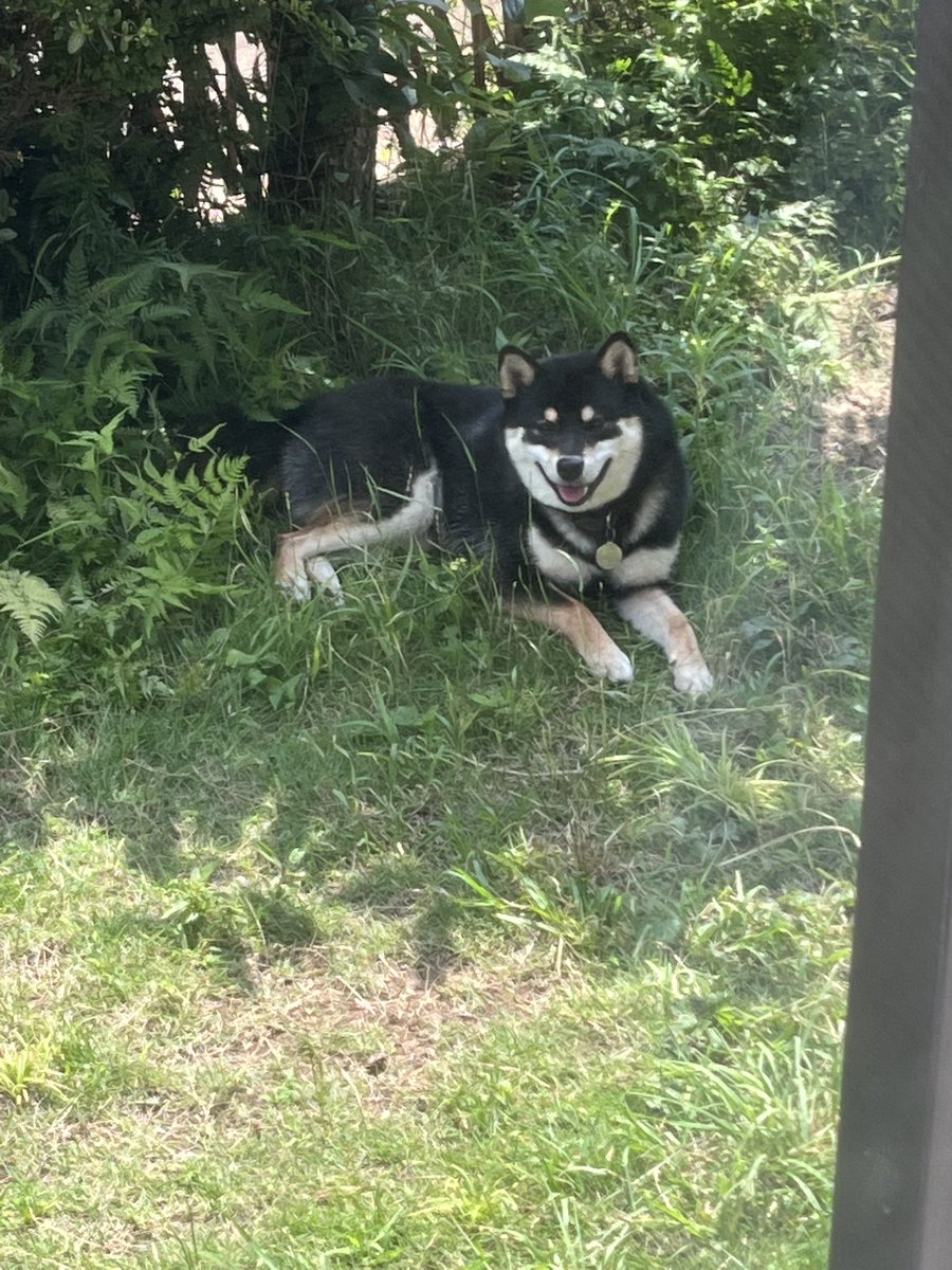 黒柴くぅ (@kuu_kuroshiba) / Posts / X