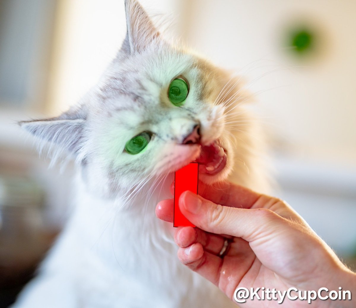 Munchies? Gimme gimme gimme.
Thank you hooman!

$kcup