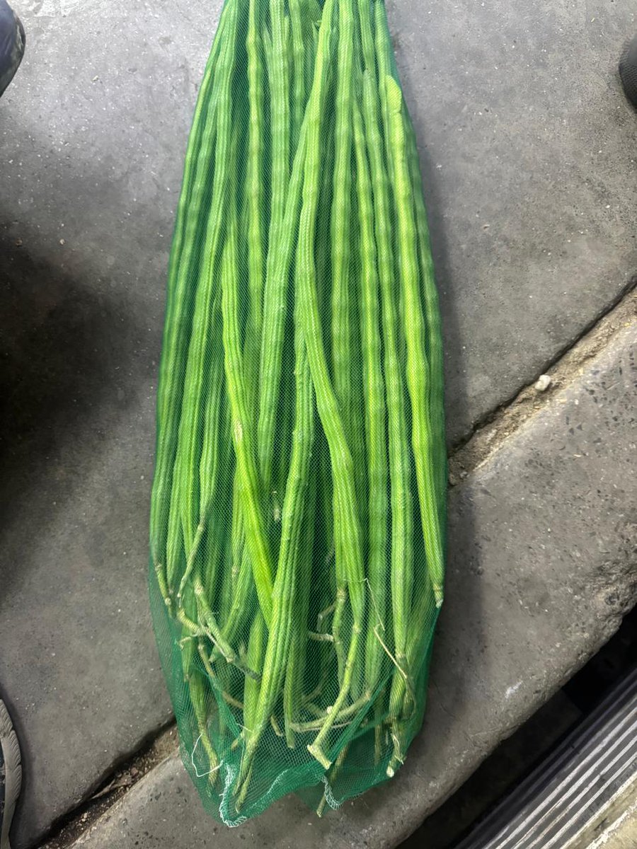 exportim_india's tweet photo. Premium, Fresh drumsticks  from Indian farms to Dubai...!
#drumstickexport  #IndiaToDubai #FreshFromFarm #GlobalTrade #AgriExpor #IndianVegetables #QualityExport #ExportBusiness https://t.co/DGPI6iAosA