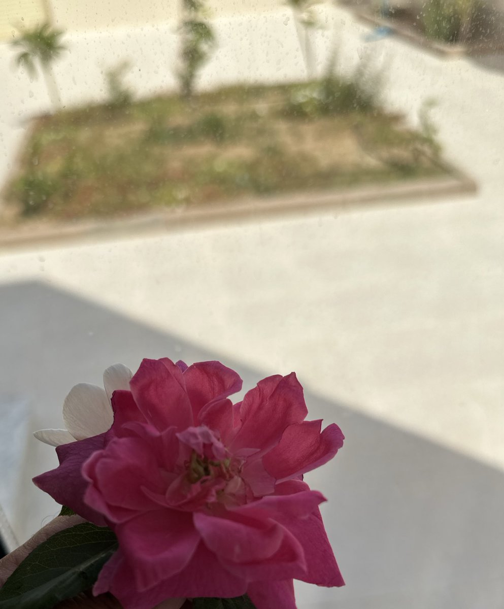 استقبل صباحك كزهرة تفتح أوراقها لأول مرة، تتنفس عبق الحياة وتنشر عطرها في كل مكان، كن أنت هذه الزهرة وامنح من حولك الفرح والنقاء🌹🩷

 #صباح_الخير