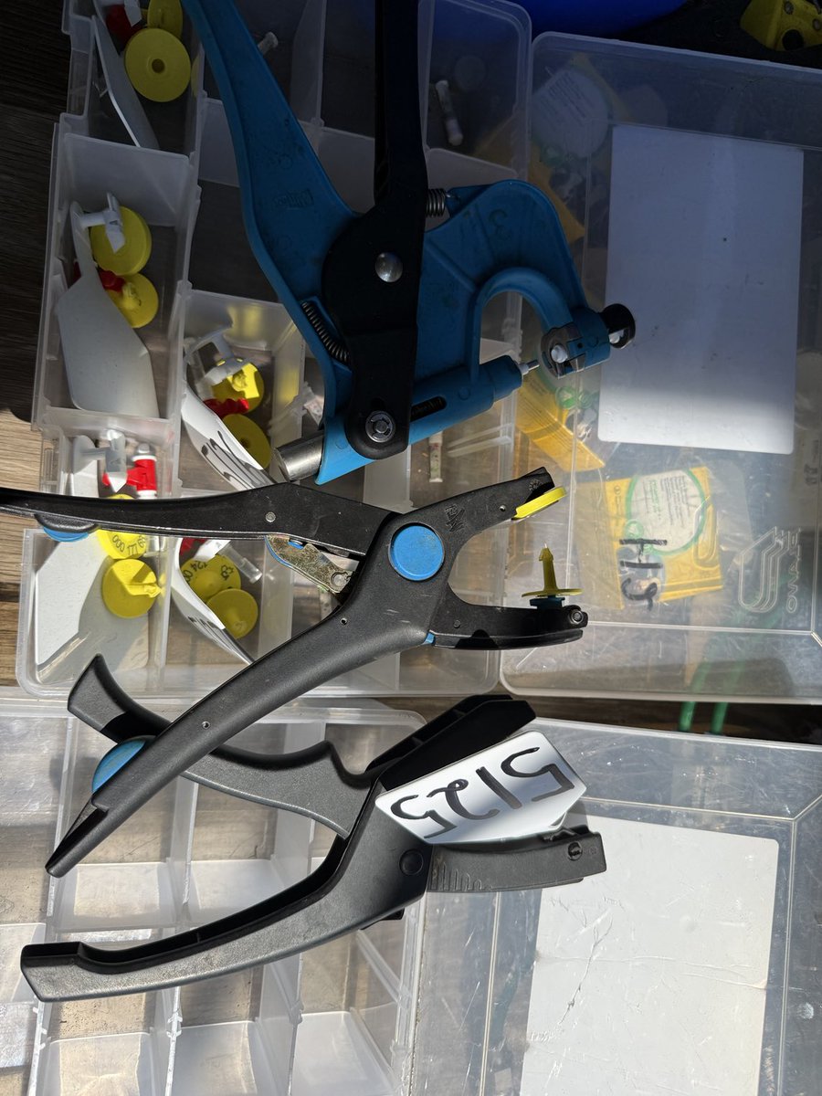 Making an #investmentingenomics and health today processing calves.