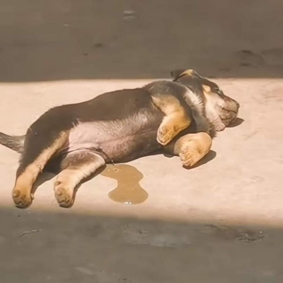 toliro's tweet photo. Hasta para eso es huevón mi mascota @alexglez1809 #roofdog https://t.co/woMYVXAXyC