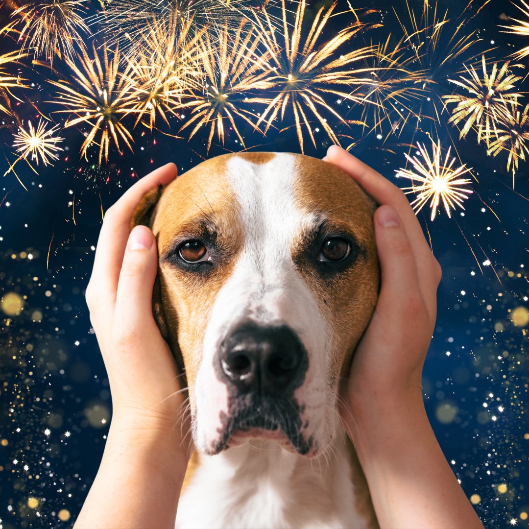 🎆 Fireworks can be fun for us—but scary for our pets. 

Keep your animals safe this 4th of July:

🐶 Walk dogs before dark
🏠 Keep pets indoors
🎶 Use white noise/music
📛 Check ID tags + microchips
🧸 Create a safe, comfy space
Let’s protect all our furry family! ❤️
#PetSafe