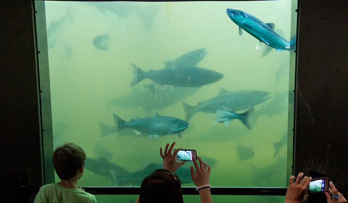 FISH Wrap - July 2025 - mailchi.mp/582277a98ab7/f…