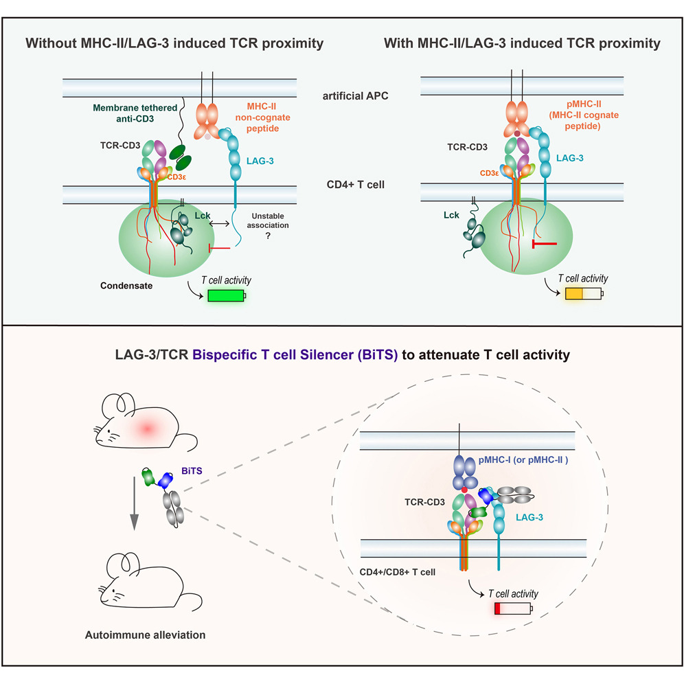 Immune_News's tweet image. 💡 Although LAG-3 is known to bind to major histocompatibility complex class II, Dr. Jasper Du and scientists at @nyugrossman demonstrate that MHC class II interaction alone is insufficient for optimal LAG-3 function.
@CellCellPress | bit.ly/45SIl66