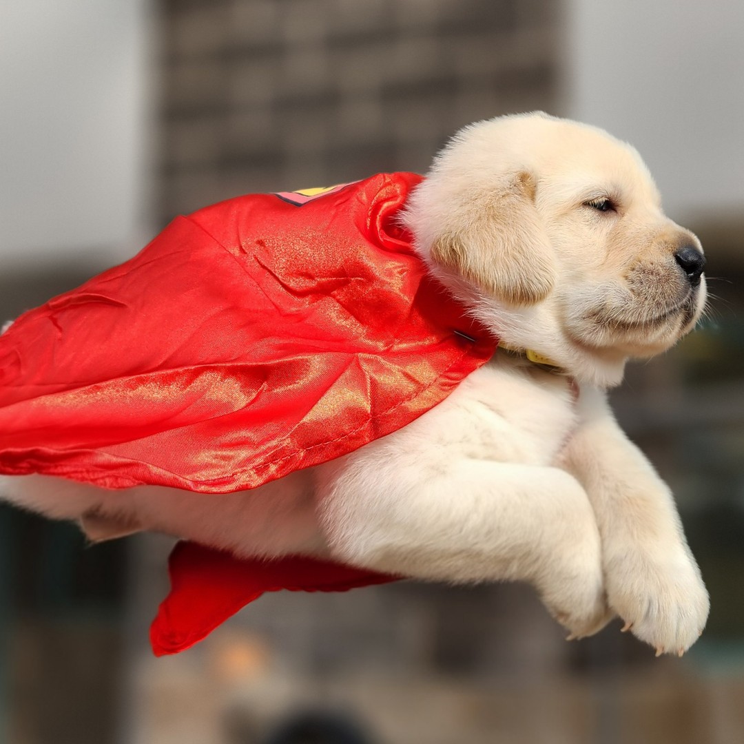 Flying high! 🦸 

Krypto dawned his very own cape when he heard he'd be heading off to his puppy raiser on July 11th, the same day the new Superman movie comes out!

P.S. Did you know The Seeing Eye now accepts cryptocurrency donations? seeingeye.org/donate-cryptoc…