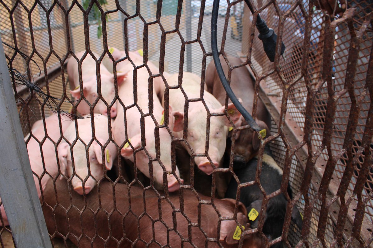 BamsiB's tweet photo. BAMSI imports purebred pigs to North Andros to boost pork production &amp; student training.  Chairman Tyrone Fowler:  “A significant step to enhance food security &amp; improve genetic stock for farmers.” Next: AI breeding.  #BAMSI242 #FoodSecurity #AgTech #swinemanagement https://t.co/TIQqOFgVfq