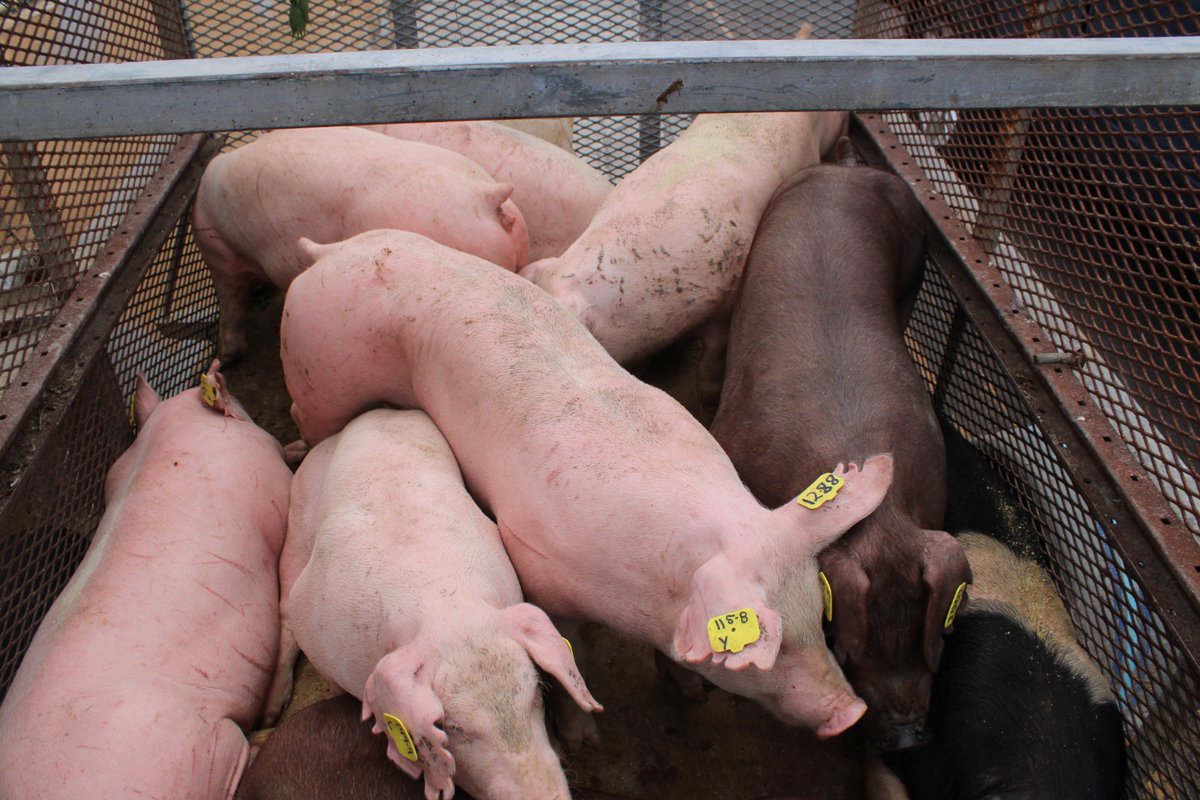 BamsiB's tweet photo. BAMSI imports purebred pigs to North Andros to boost pork production &amp; student training.  Chairman Tyrone Fowler:  “A significant step to enhance food security &amp; improve genetic stock for farmers.” Next: AI breeding.  #BAMSI242 #FoodSecurity #AgTech #swinemanagement https://t.co/TIQqOFgVfq