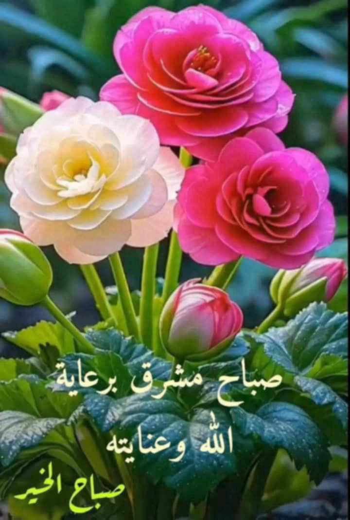 من فروقات الحياة العجيبة: ..
إنّك ستجد من يحبك دون أن تفعل له شيئًا، ..
وفي نفس الوقت ستجد من لا يحبك مع أنك فعلت له كل.. شيء، ..
لذلك لا تربط طيب فعلك ..
بردود فعل الناس..،
فمنهم من تثمر به ابتسامة ..
ومنهم من لو سقيته ماء روحك ما رآه شيئًا... 👌🌷