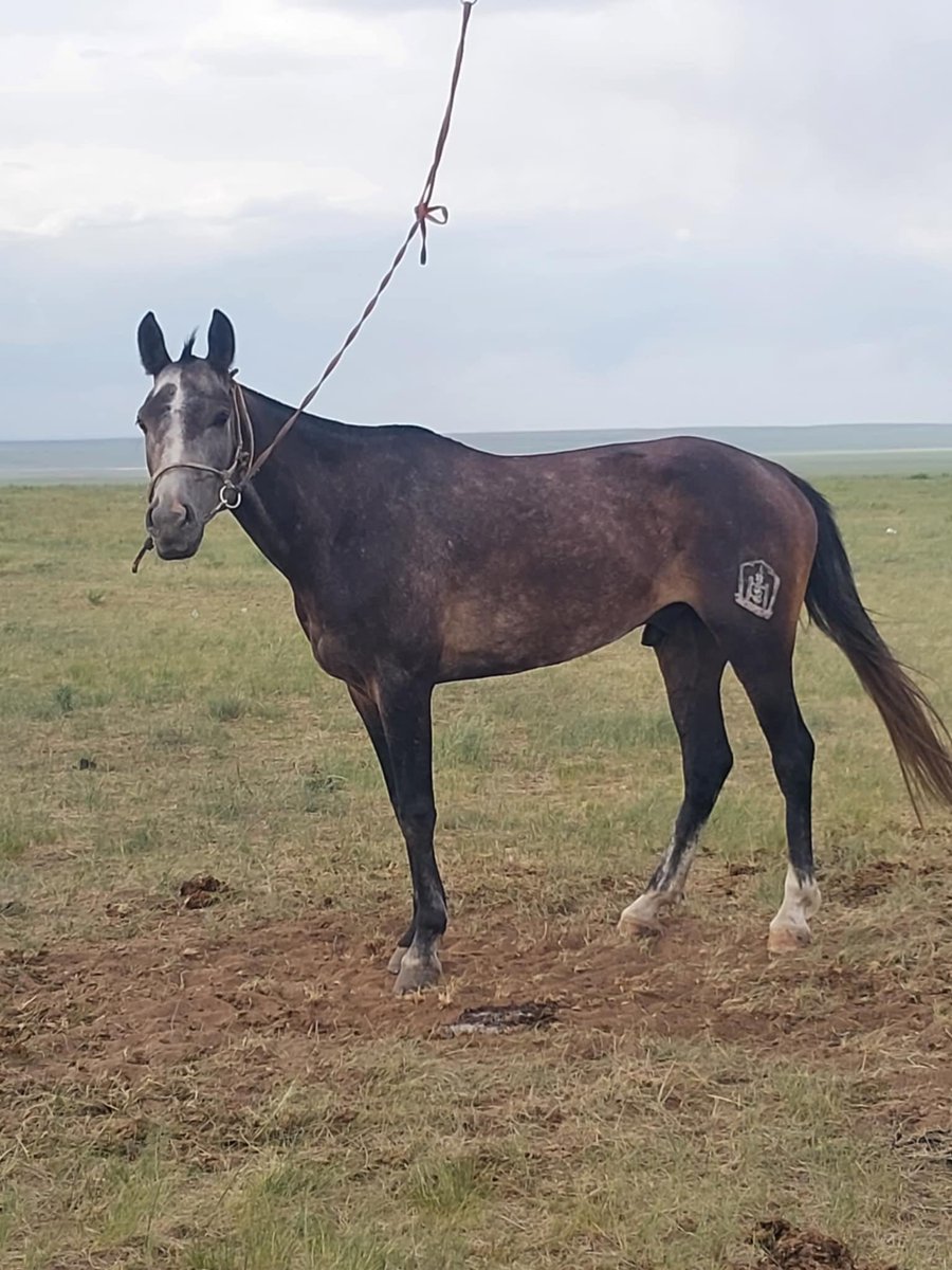 Заа ийм нэг соёолон морь уяж явна бас л зурахад хэцүү сайхан амитан унаган адуу 🙏🇲🇳❤️