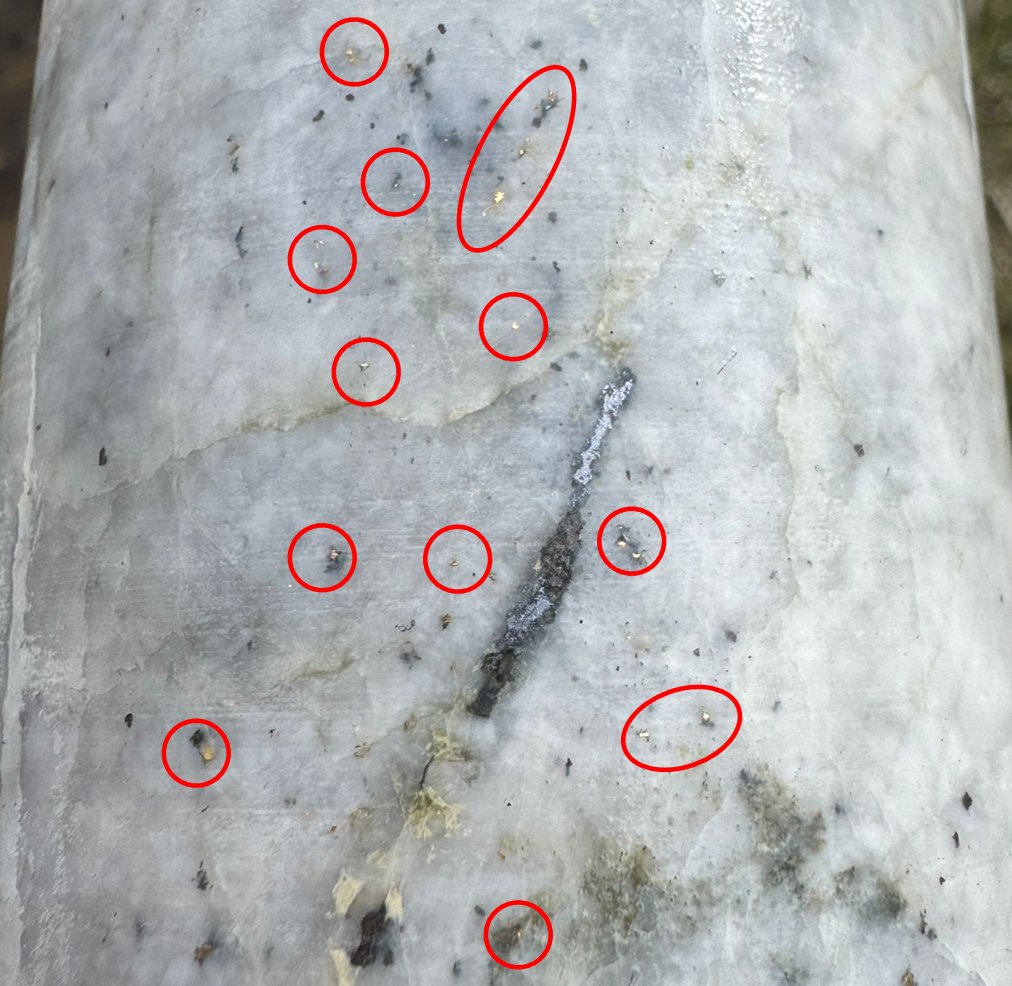 New drilling has intersected visible #gold in multiple downhole zones at $AVM's Myrtleford Project in Victoria!! Completed yesterday at the Happy Valley Prospect, hole AMD009 was drilled 25 metres below AMD003, which returned 7.5m at 47.9g/t Au earlier in the year. The new