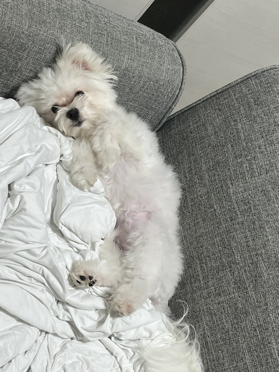 いぬの成長🐶
1~2枚目パピー
3枚目いま