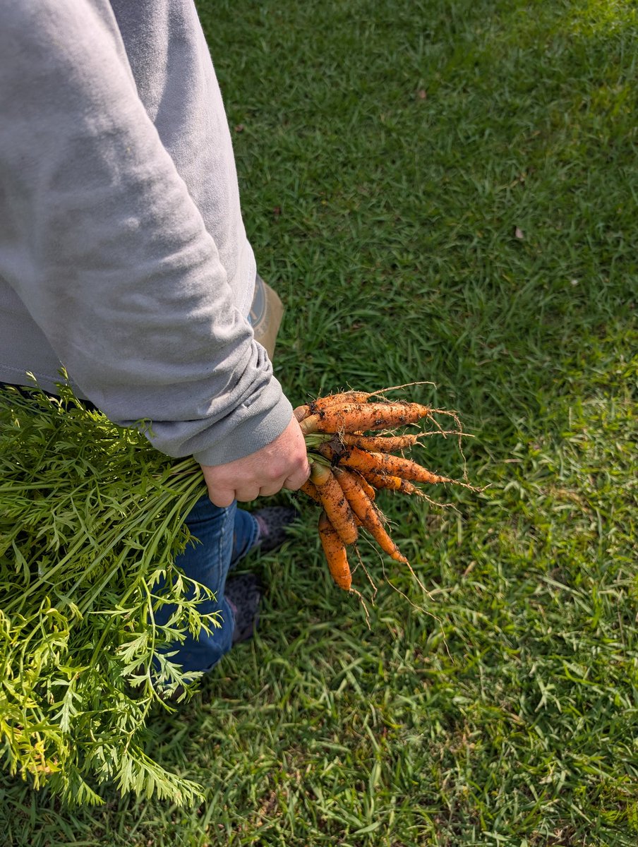 justintadlock's tweet image. Fun times in the garden this afternoon with the girlfriend. We ended up picking peas, carrots, tomatoes, dry beans, figs, pears, and peaches. Maybe some corn tomorrow.