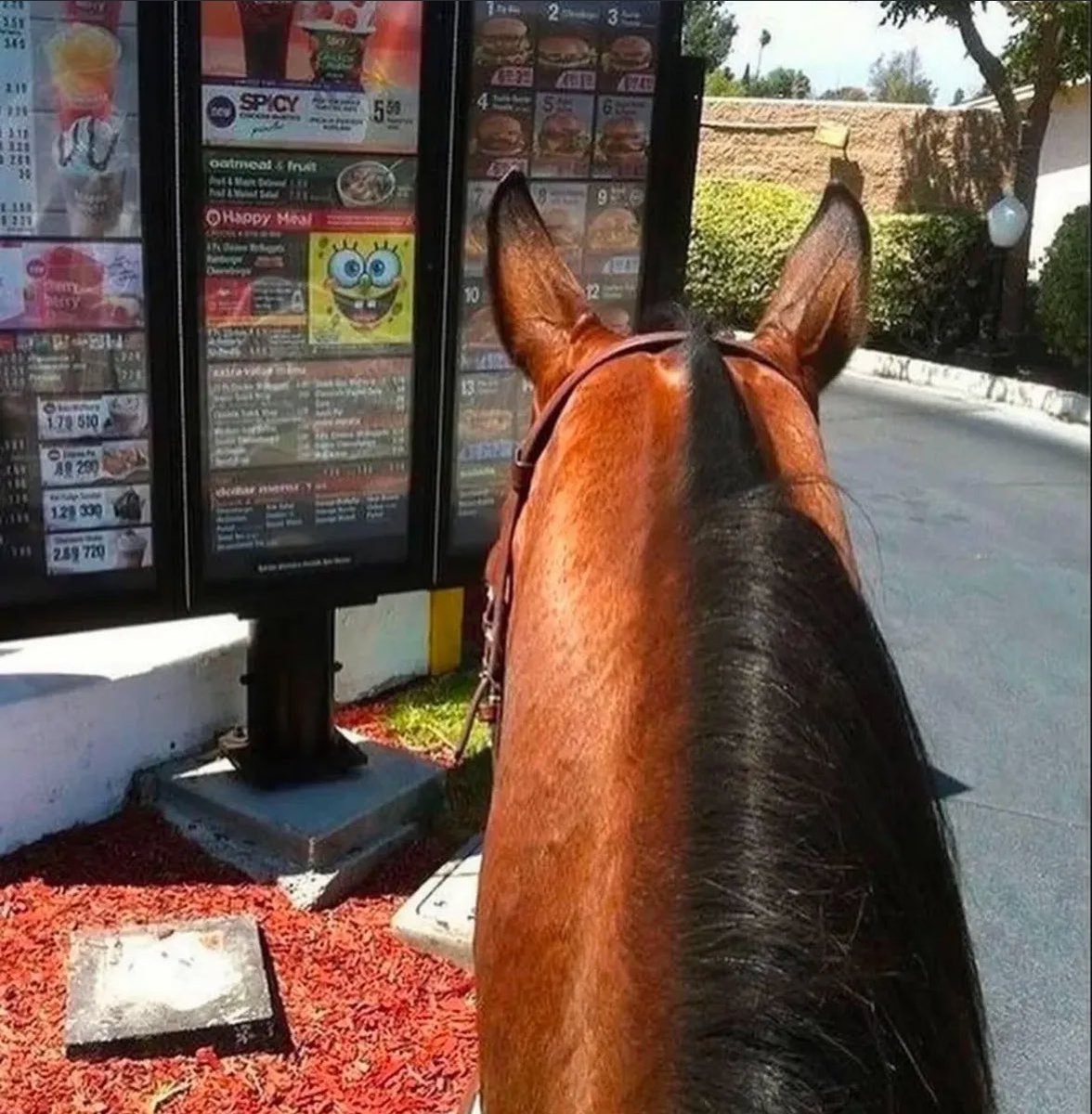 horse at fast food restaurant drive thru ready to order and eat