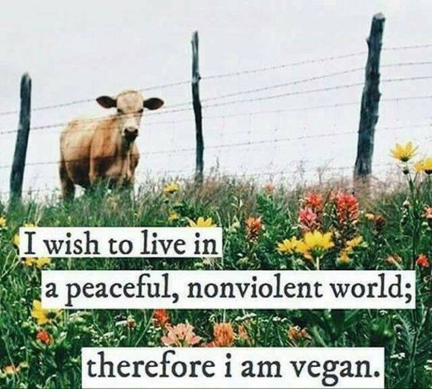 Vegan Future (@veganfuture) on Twitter photo 