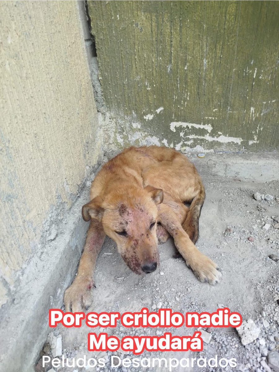 Plu2Desampara2's tweet photo. Perrito, abandonado con severos, problemas de sarna, como era de esperarse de todos lados lo corren porque las personas en su ignorancia creen que las va contagiar, por estar descansando fuera de sus comercios u hogares.

Una vecina de buen corazón, pero de escasos recursos, lo llevó a consulta médica, lamentablemente no puede costear todo el tratamiento que es costoso, como tampoco puede albergarlo, nos pide ayuda para poder surtir su receta y nosotros cuidar de él, 

Si queremos ayudarlo, pero no contamos tampoco con los recursos económicos para surtir esa receta médica, para quienes desconocen del tema son tratamientos muy largos y costosos. 

Además de tomar el caso vamos a necesitar una jaula especial para perritos, para evitar que contagie a los demás peludos de albergue. 

Cabe mencionar que aún se encuentra en la calle donde lleva una semana viviendo. 

‼️Queremos saber con quienes contamos para poder ayudar al pequeñito y juntar el dinero para poder surtir su receta‼️

Envía tu comprobante vía WhatsApp al 55 38 00 73 58, o por mensaje con la palabra cachorro con sarna, para poder rastrear el depósito, contabilizarlo y confirmarte.

￼ 🙏 𝗠𝗜𝗙𝗘𝗟 
Cuenta  01600393320  
Clabe 042180016003933208 
a nombre de Peludos Desamparados A.C

🙏 𝐁𝐀𝐍𝐀𝐌𝐄𝐗  
Tarjeta 5204165657521492   
Transferencia 0021 80700830813588  

🙏𝗕𝗔𝗡𝗖𝗢 𝗔𝗭𝗧𝗘𝗖𝗔 
Cuenta 97911302924642 
Clabe 127180013029246428 
Tarjeta 4027 6658 2579 4861  
Jacqueline Baca  

🙏 𝐓𝐀𝐑𝐉𝐄𝐓𝐀 𝐍𝐔 
Trasferencia 638180010151230124
Jacqueline Baca.

🙏 𝗕𝗔𝗡𝗖𝗢𝗠𝗘𝗥 4098 5130 1897 8491    
🙏𝗕𝗔𝗡𝗖𝗢𝗠𝗘𝗥 4098 5130 2280 5896