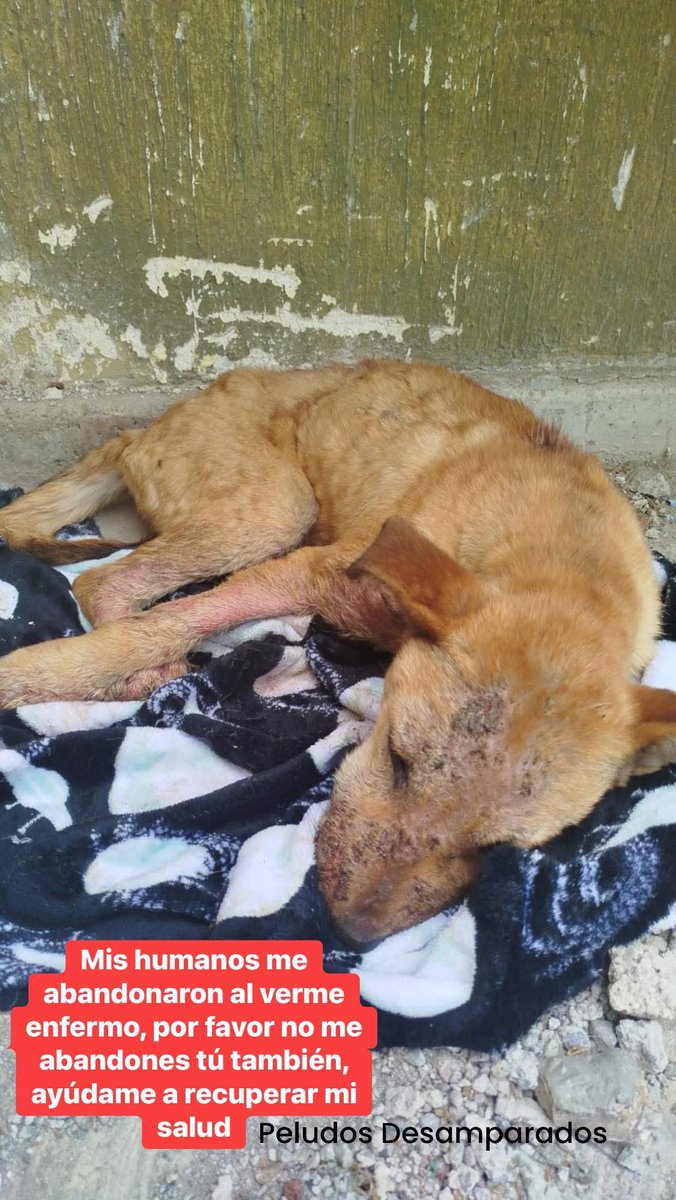 Plu2Desampara2's tweet photo. Perrito, abandonado con severos, problemas de sarna, como era de esperarse de todos lados lo corren porque las personas en su ignorancia creen que las va contagiar, por estar descansando fuera de sus comercios u hogares.

Una vecina de buen corazón, pero de escasos recursos, lo llevó a consulta médica, lamentablemente no puede costear todo el tratamiento que es costoso, como tampoco puede albergarlo, nos pide ayuda para poder surtir su receta y nosotros cuidar de él, 

Si queremos ayudarlo, pero no contamos tampoco con los recursos económicos para surtir esa receta médica, para quienes desconocen del tema son tratamientos muy largos y costosos. 

Además de tomar el caso vamos a necesitar una jaula especial para perritos, para evitar que contagie a los demás peludos de albergue. 

Cabe mencionar que aún se encuentra en la calle donde lleva una semana viviendo. 

‼️Queremos saber con quienes contamos para poder ayudar al pequeñito y juntar el dinero para poder surtir su receta‼️

Envía tu comprobante vía WhatsApp al 55 38 00 73 58, o por mensaje con la palabra cachorro con sarna, para poder rastrear el depósito, contabilizarlo y confirmarte.

￼ 🙏 𝗠𝗜𝗙𝗘𝗟 
Cuenta  01600393320  
Clabe 042180016003933208 
a nombre de Peludos Desamparados A.C

🙏 𝐁𝐀𝐍𝐀𝐌𝐄𝐗  
Tarjeta 5204165657521492   
Transferencia 0021 80700830813588  

🙏𝗕𝗔𝗡𝗖𝗢 𝗔𝗭𝗧𝗘𝗖𝗔 
Cuenta 97911302924642 
Clabe 127180013029246428 
Tarjeta 4027 6658 2579 4861  
Jacqueline Baca  

🙏 𝐓𝐀𝐑𝐉𝐄𝐓𝐀 𝐍𝐔 
Trasferencia 638180010151230124
Jacqueline Baca.

🙏 𝗕𝗔𝗡𝗖𝗢𝗠𝗘𝗥 4098 5130 1897 8491    
🙏𝗕𝗔𝗡𝗖𝗢𝗠𝗘𝗥 4098 5130 2280 5896