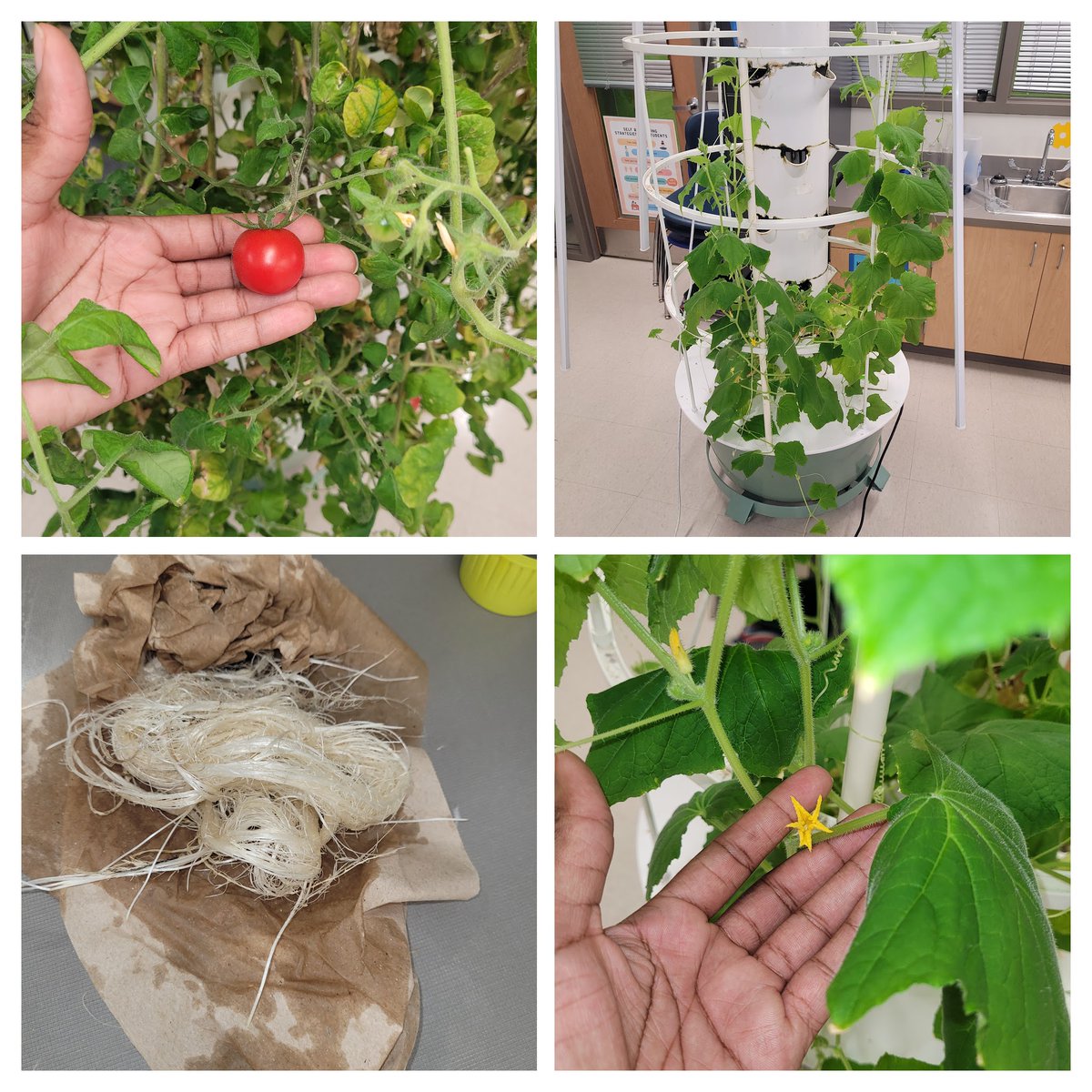 Summer maintainence in effect. Root cleanup, added water and nutrients, and harvested a few tomatoes. The cucumber plants are taking off! #STEM #Hydroponics #Gardening #GardenTower