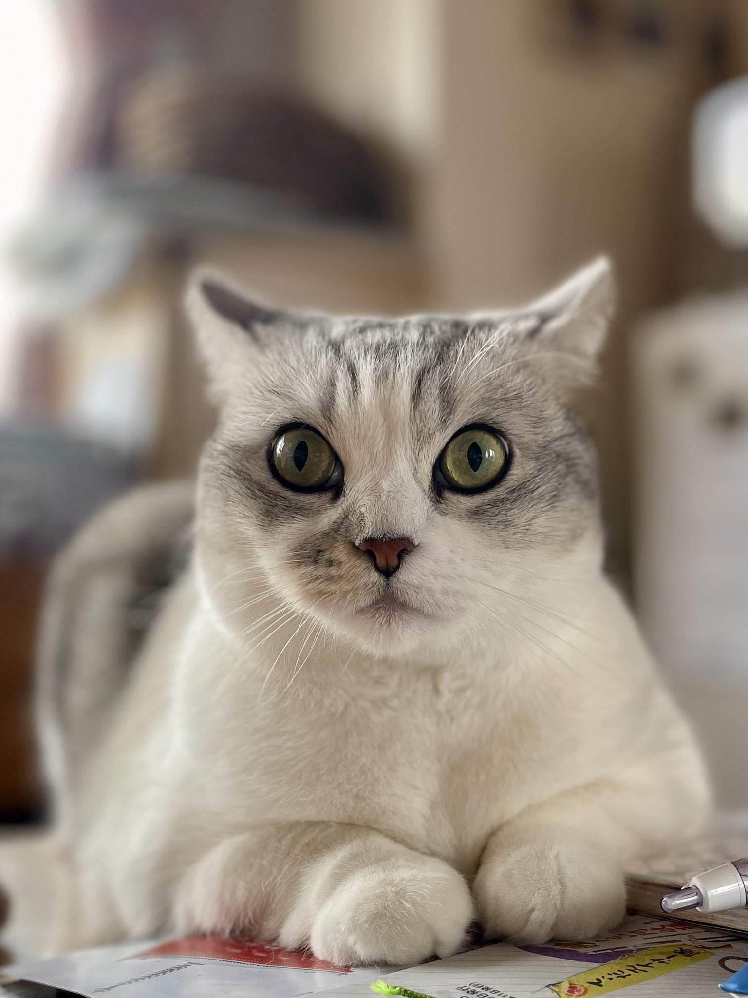 ねこさん⚡(ΦωΦ) on X: 