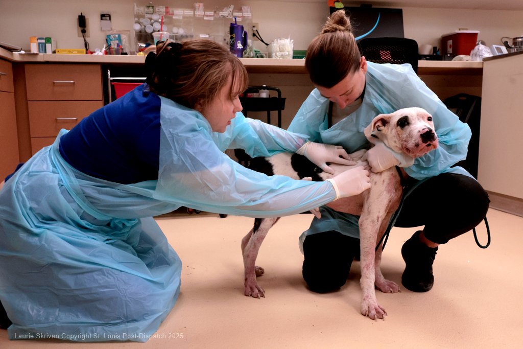 LaurieSkrivan's tweet image. St. Louis County animal shelter passes state inspection stltoday.com/news/local/gov… via @stltoday