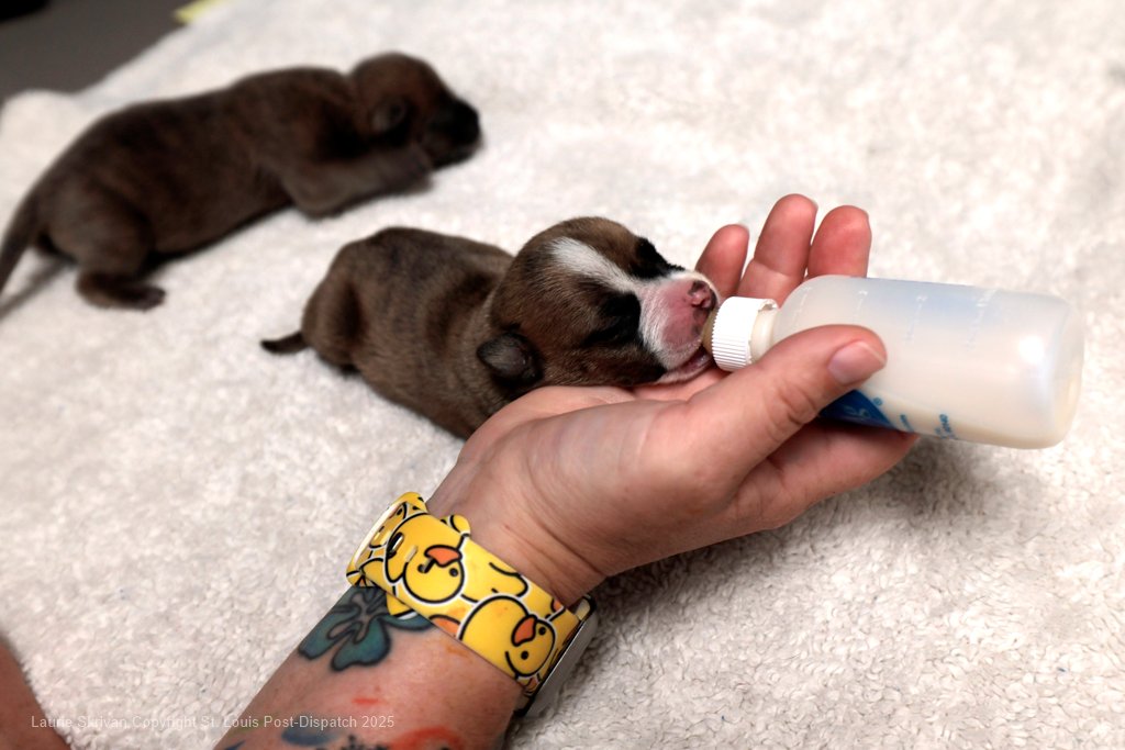 LaurieSkrivan's tweet image. St. Louis County animal shelter passes state inspection stltoday.com/news/local/gov… via @stltoday
