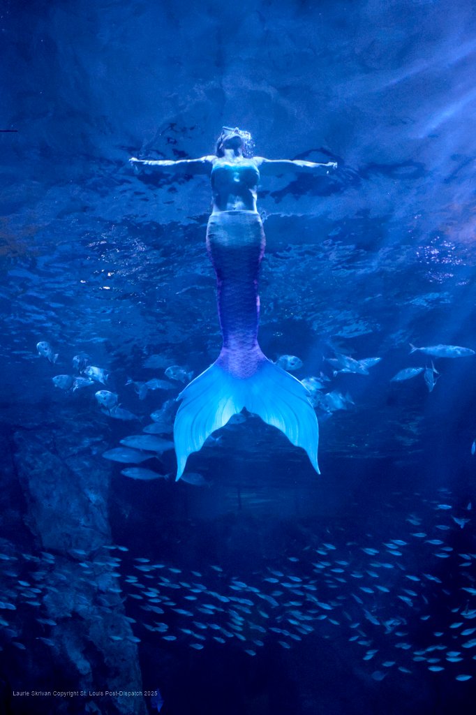 LaurieSkrivan's tweet image. Mermaids on the Mississippi make a Splash at the St. Louis Aquarium