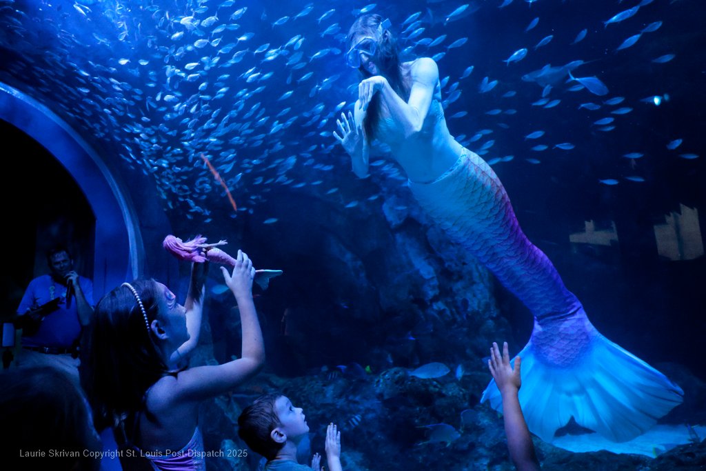 LaurieSkrivan's tweet image. Mermaids on the Mississippi make a Splash at the St. Louis Aquarium