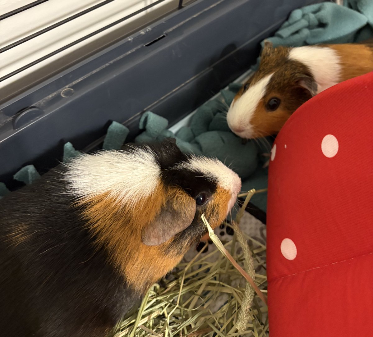 On June 2, we tweeted about Kelly, a young girl who wanted a guinea pig to help her with her therapy.  Well, here are Tina and Rae!