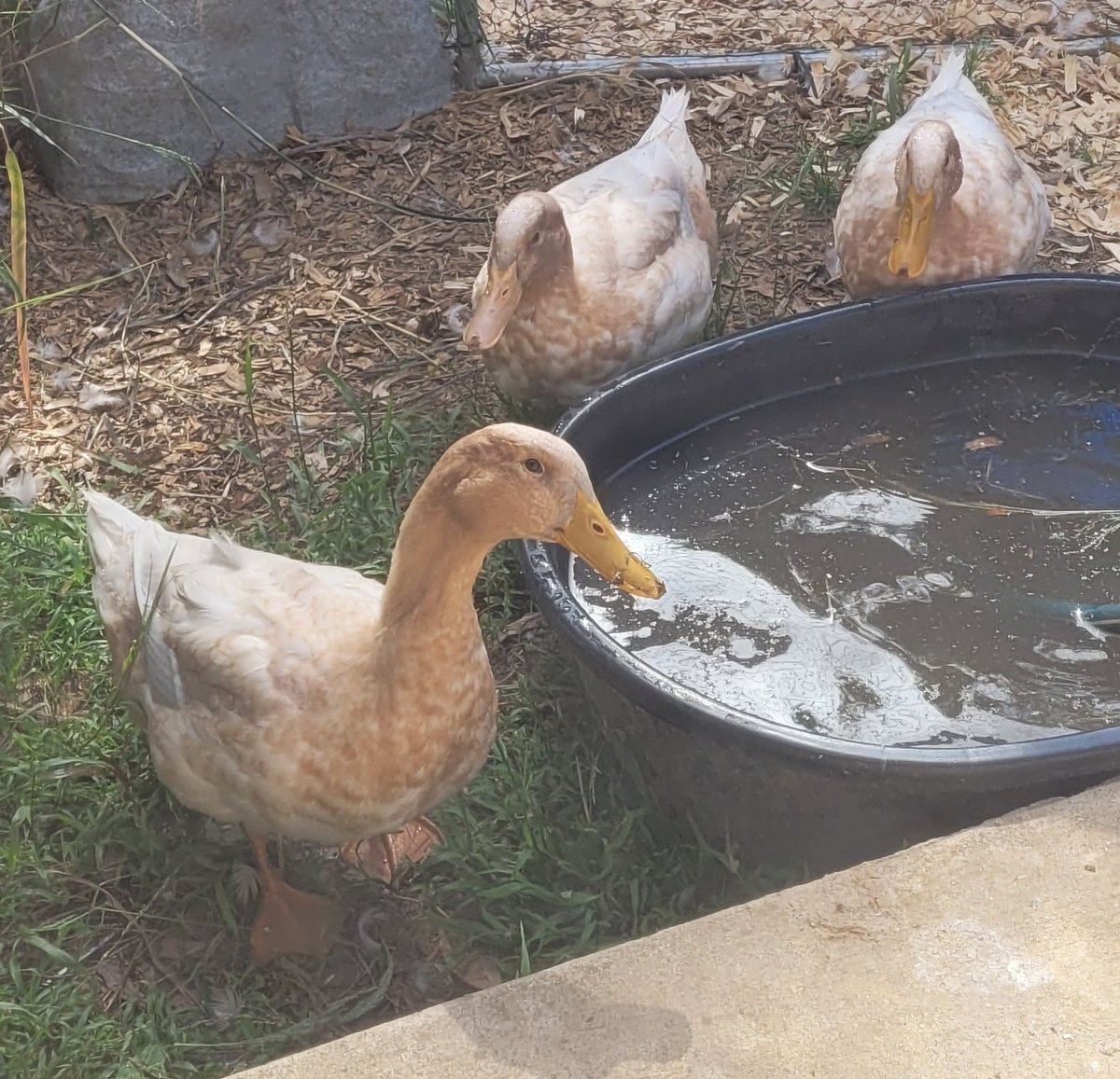 ducks are cool