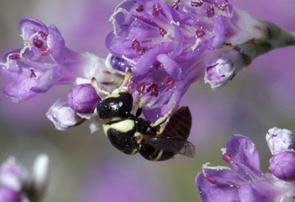 Zootaxa's tweet photo. The pollen #wasps (#Hymenoptera: #Vespidae: #Masarinae) in Central #Asia. Contribution I. Genera Masaris Fabricius, 1793 and Quartinia André, 1884
#taxonomy
https://t.co/YpkuSuBHgf https://t.co/Pqevs661n5