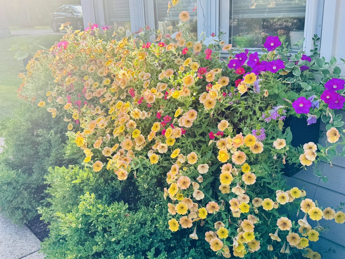 KelseyJagerPHD's tweet photo. Same #flowerbox, six weeks apart. Growing before my eyes. My summer solace.
#bloomscrolling #BeforeAndAfter #flowerpower https://t.co/2uaer3VuiE
