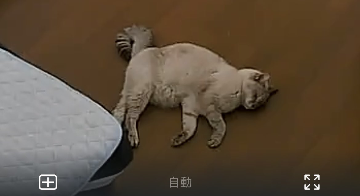 見に帰れない時に自宅を覗くのはやめた方がいい