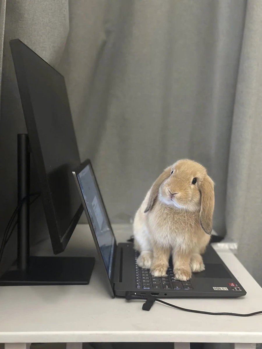 Why you should have a rabbit (@shouldhaverabit) on Twitter photo 