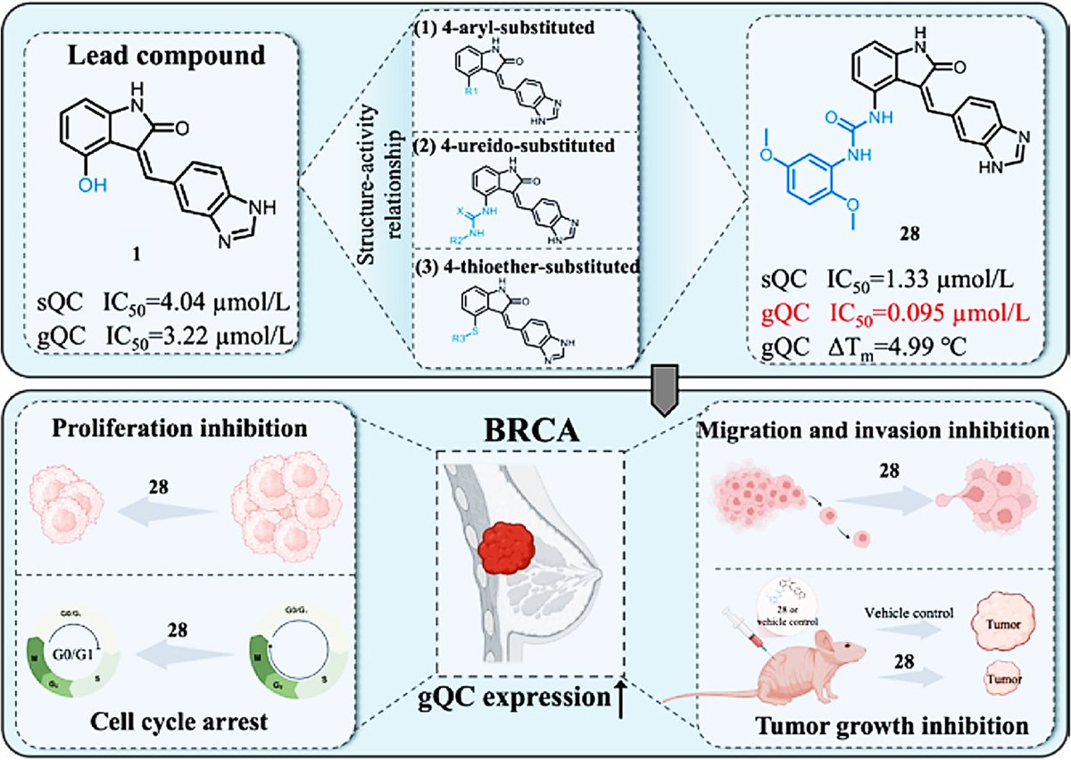 Structure-activity relationship studies of 3,4-disubstitued indole-2-ketone derivatives identify a potent glutaminyl cyclase inhibitor with antitumor activity against breast cancer

doi.org/10.1016/j.ccle…