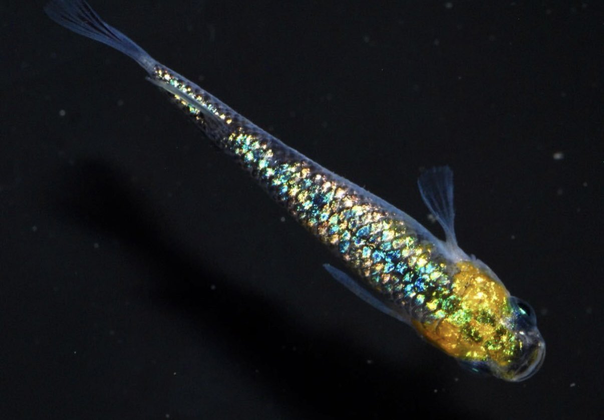 めだか様の専用ページ ドキドキBOX VOL.2 オンライン抽選会🔔 ご当選者様は舞めだか