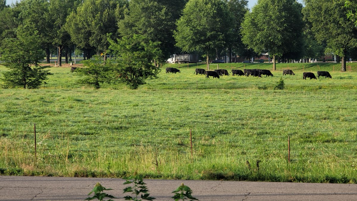 We got cows!