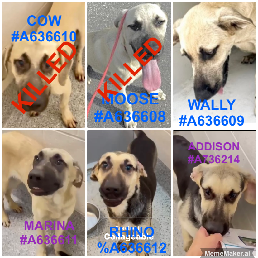 PawsnTails4TX's tweet photo. 🆘🐾🆘 Siblings In Need 
Arrived 4/2
6 months old
All love people, playing fetch 🎾 and other 🐶
💙WALLY #A636609
💜MARINA #A636611
🩵RHINO #A636612
💖ADDISON #A636614 
Please #PLEDGE #FOSTER #AFOPT 
Harris County Pets 
612 Canino 
Houston #TX 
#SaveThePuppies https://t.co/wVir7edKhe