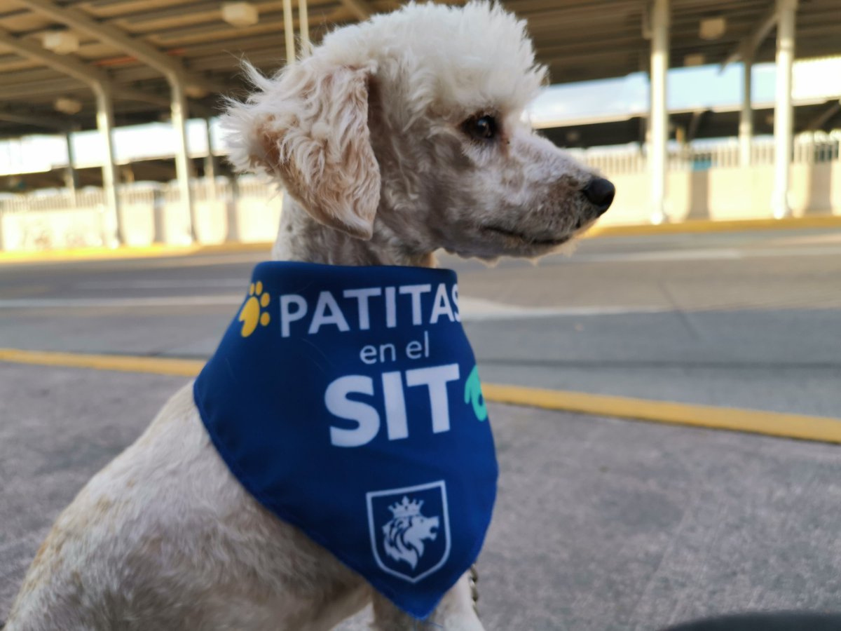 movilidad_leon's tweet photo. ¿Buscas un amigo? 🐶

En el #SIT 🚌 tenemos amigos de cuatro patas que buscan hogar.🏠❤️

📍Visitas: lunes a domingo de 8:00 a 20:00 horas. En las terminales de transferencia Delta y Timoteo Lozano. 

¡Ven, conócelos y adopta! https://t.co/DzEcsYtV3p