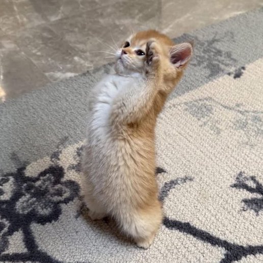 fywish, 🐈 tweet media