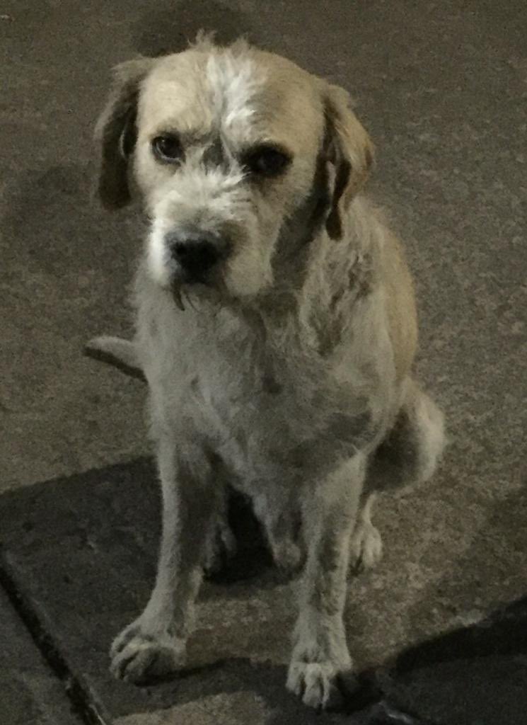 NGLKyzarduy's tweet photo. @momentoviral El antes y después de mi #Ruffo
#adopta
🫶🤍 https://t.co/MLAtEBcSg0