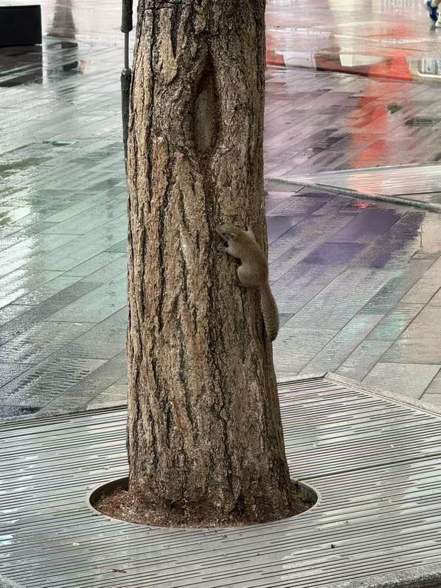 Sweetserenityit's tweet photo. Wild squirrels are everywhere and are not afraid of people! There are many of them on one tree🐿
#LittleSquirrel https://t.co/XOgQKF0btC
