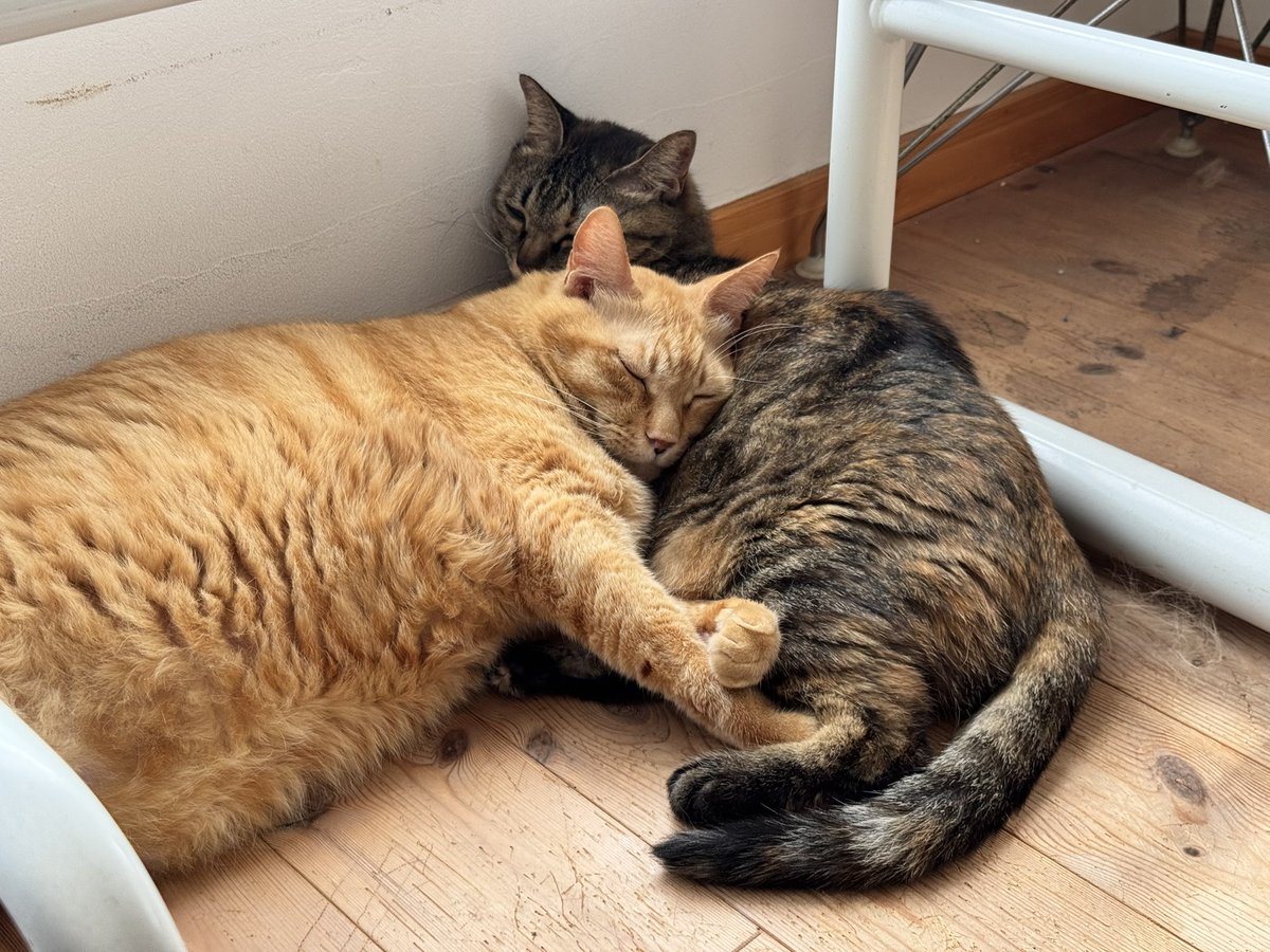 atashidesign's tweet photo. 35度ぐらいありそうな蒸し暑い部屋でくっつく猫たち。きゃわ。なぜ。 https://t.co/DW7A4tkHVt