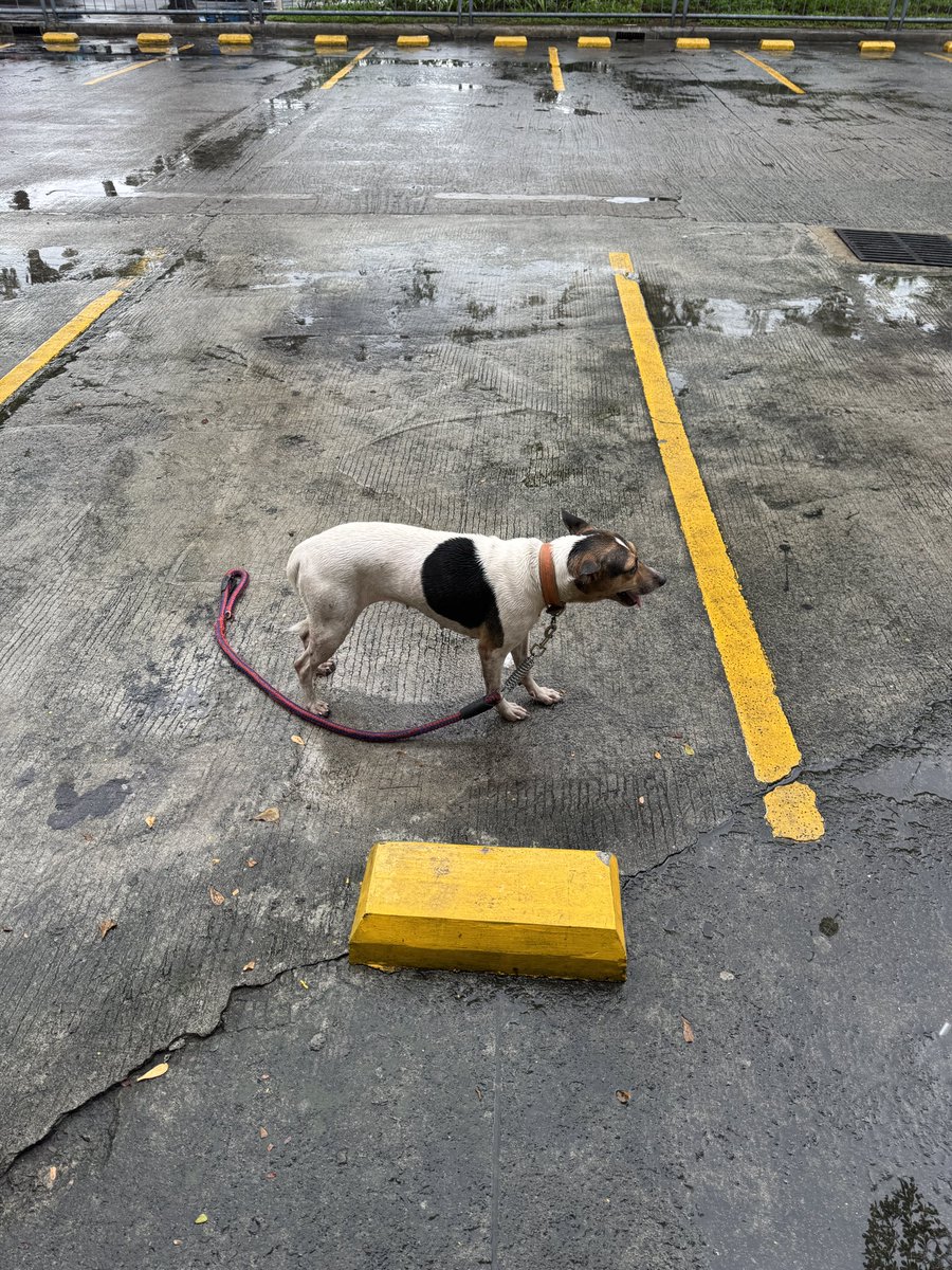 rjcsantos's tweet image. Hi! I found her walking scared along Ortigas Extension. Parang nakawala lang. if anyone knows who’s dog she is, she’s being transferred to Brgy Sta Lucia in Pasig. I hope she finds her family :(