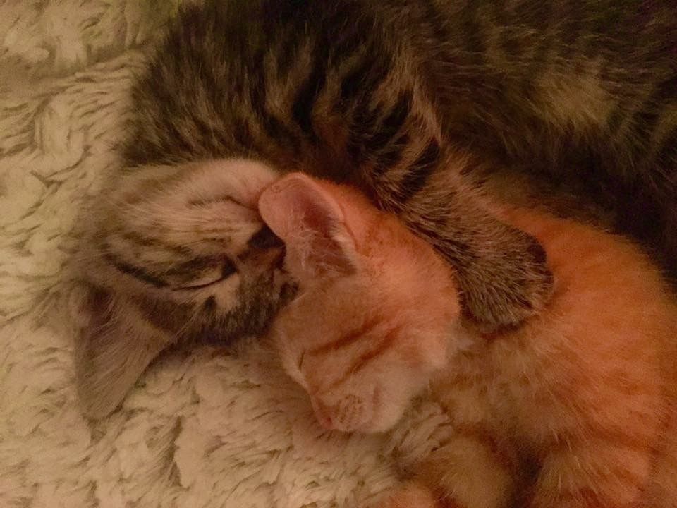 Kitty archives ♡ (@puppierz) on Twitter photo 