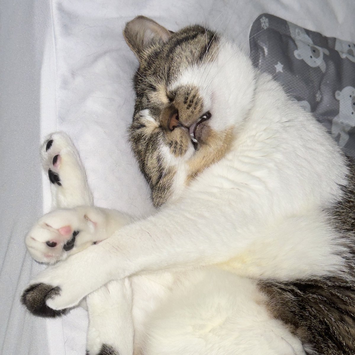 조말롱 (@jomalonexg) on Twitter photo 