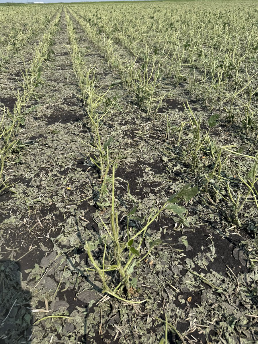 Jason Voogt CCA, PAg tweet media