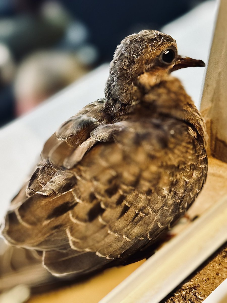 Kris Freeman (@krisfreemanpa) on Twitter photo After three full innings, our baby bird has flown away from the press box window at <a href="/FirstHorizonPrk/">First Horizon Park</a> After three full innings, our baby bird has flown away from the press box window at <a href="/FirstHorizonPrk/">First Horizon Park</a>