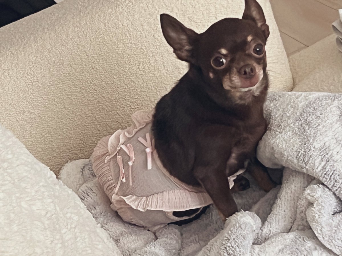 気付いたら服が半分脱げてる犬