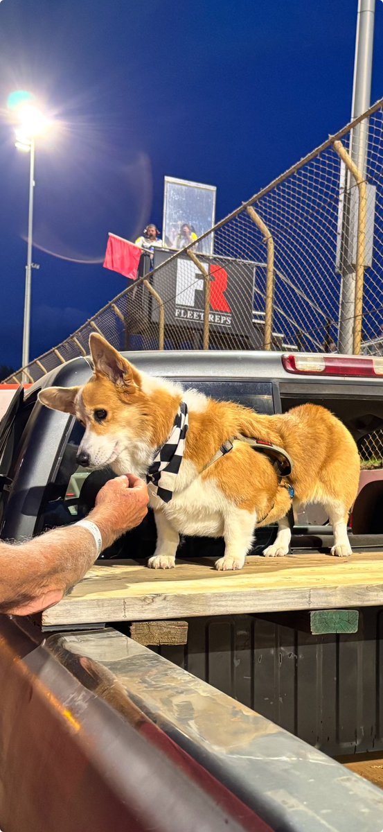 PushCorgi's tweet image. A quick scratch before we push off for #paspeedweek at the #speedpalace 🐾🏁