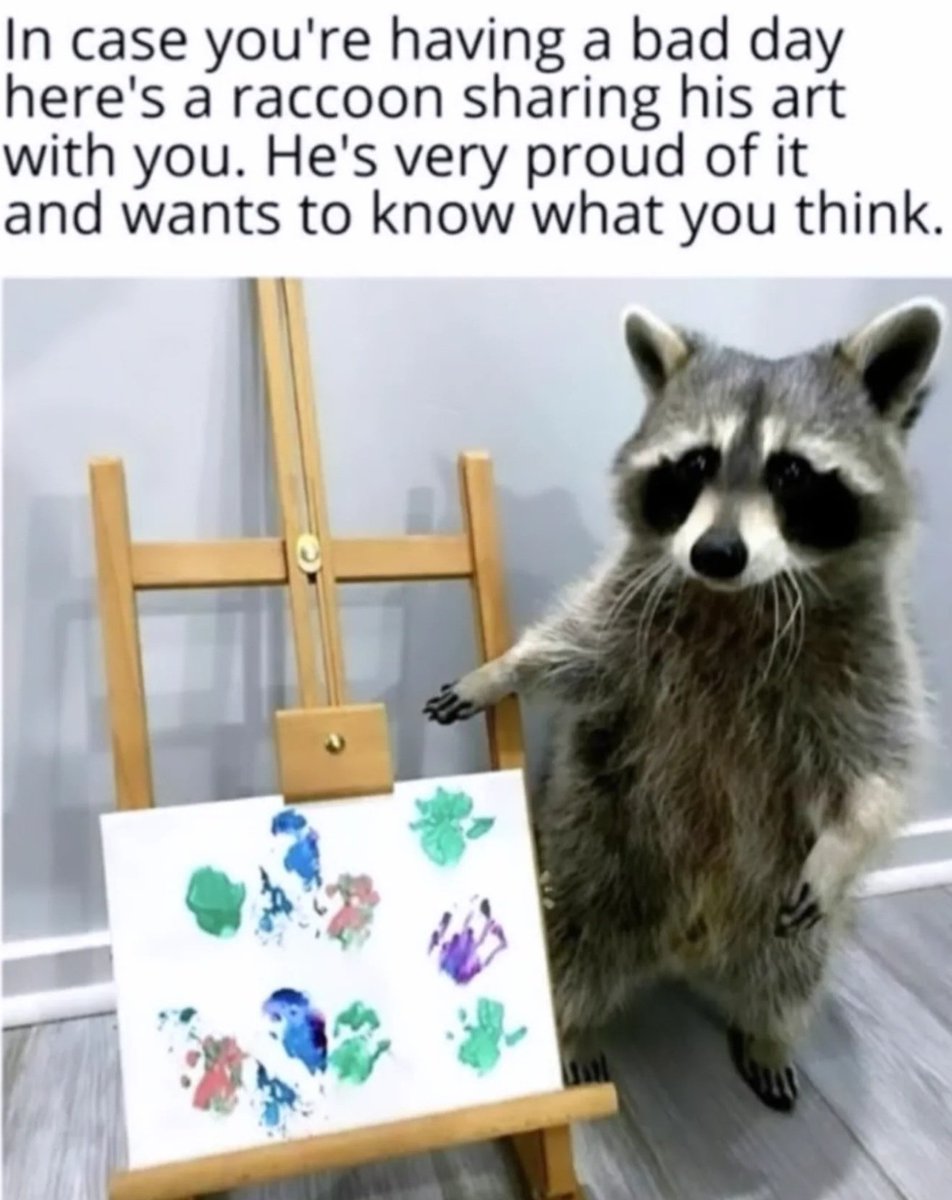 Why you should have a Raccoon (@shouldhaveracc) on Twitter photo 